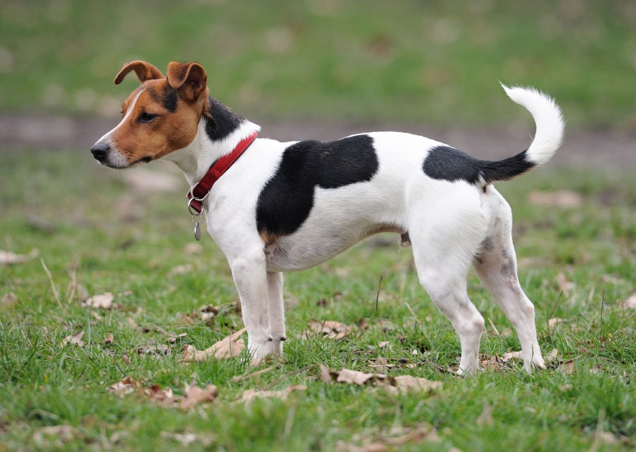 large jack russell terrier