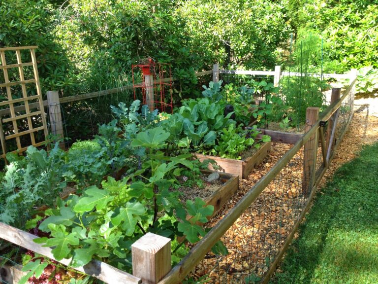 Growing Organic Vegetables In Outdoor Containers
